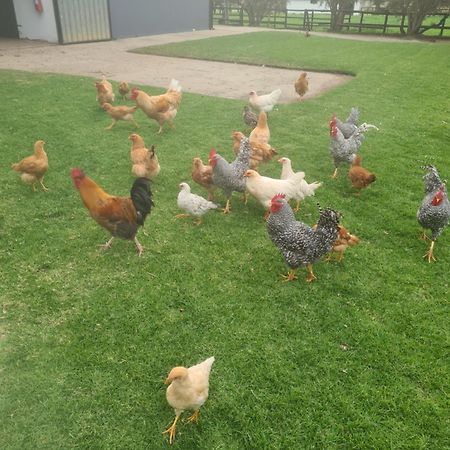Prosper Stud Guest House Robertson Esterno foto