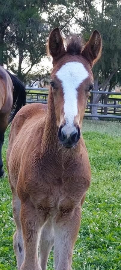 Prosper Stud Guest House Robertson Esterno foto