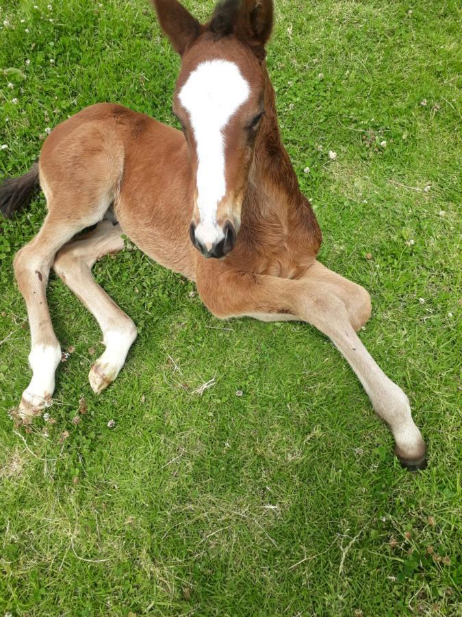 Prosper Stud Guest House Robertson Esterno foto