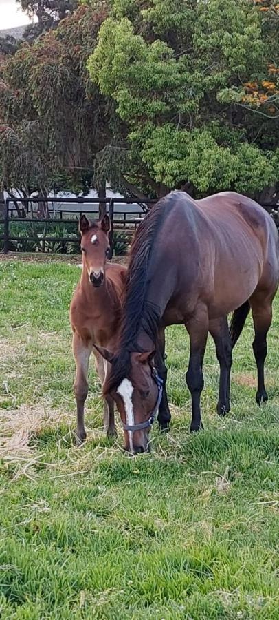 Prosper Stud Guest House Robertson Esterno foto