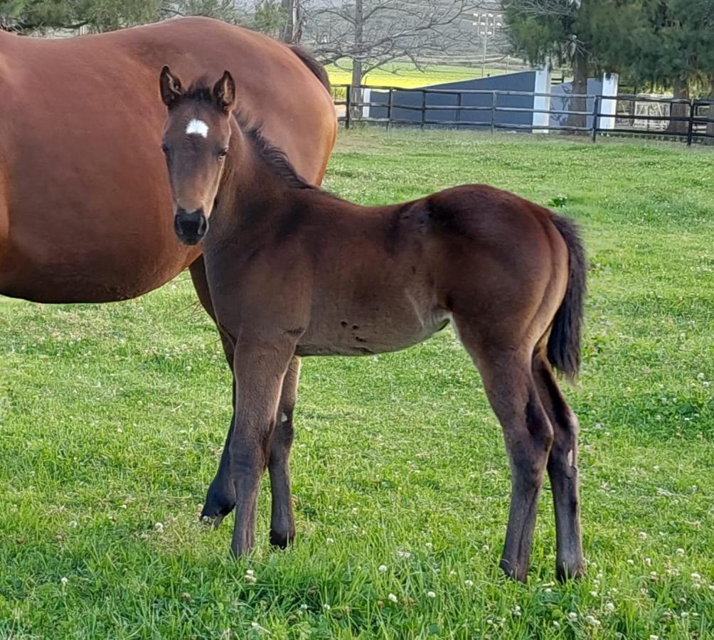 Prosper Stud Guest House Robertson Esterno foto