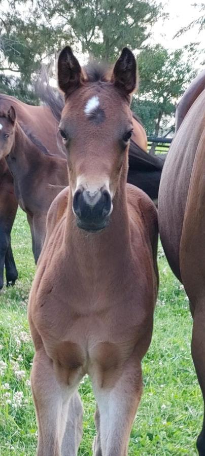 Prosper Stud Guest House Robertson Esterno foto
