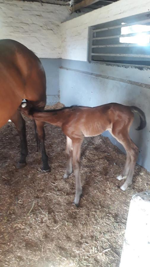 Prosper Stud Guest House Robertson Esterno foto