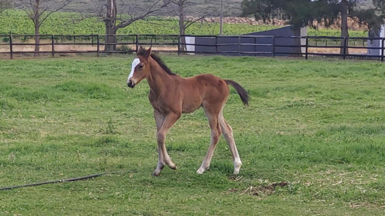 Prosper Stud Guest House Robertson Esterno foto