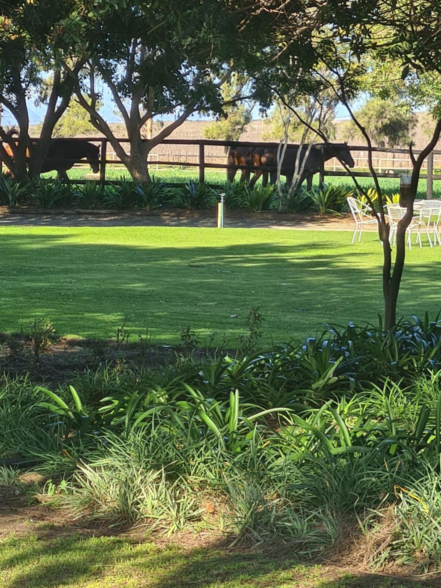 Prosper Stud Guest House Robertson Esterno foto