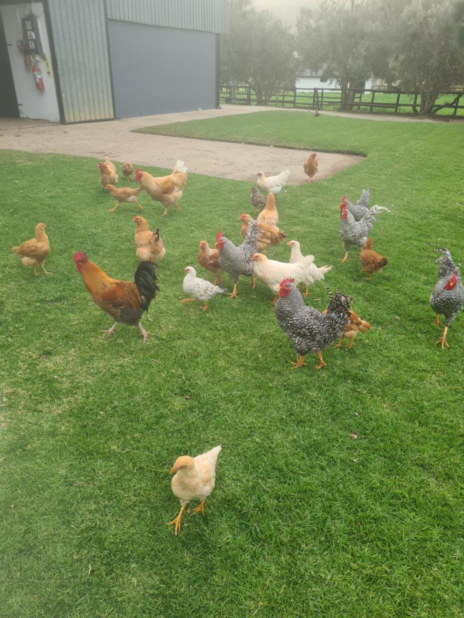 Prosper Stud Guest House Robertson Esterno foto