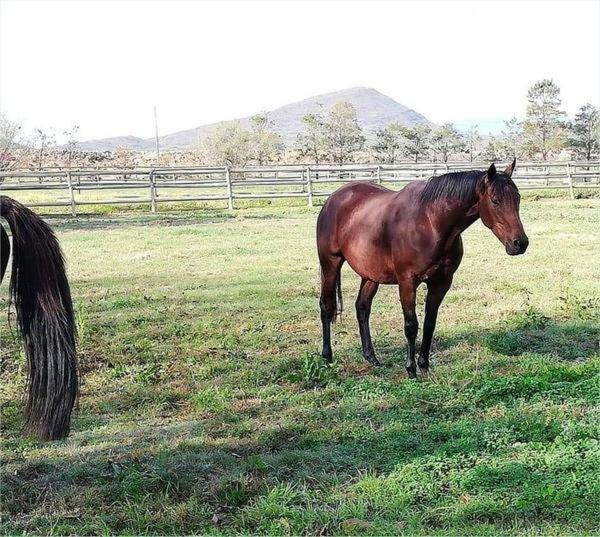 Prosper Stud Guest House Robertson Esterno foto